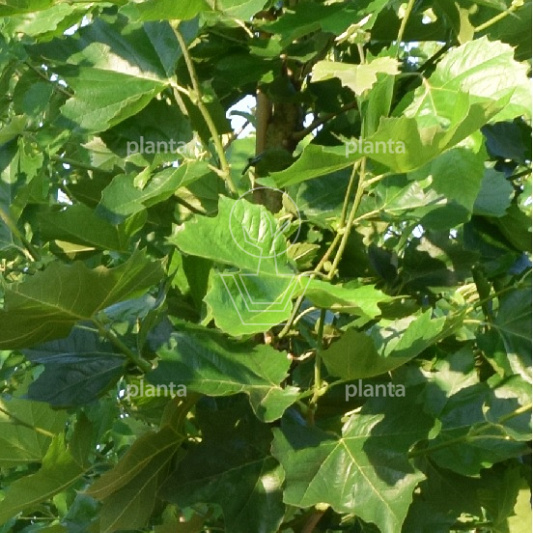 Platanus hispanica