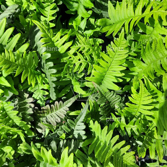 Polypodium vulgare