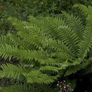 Polystichum aculeatum