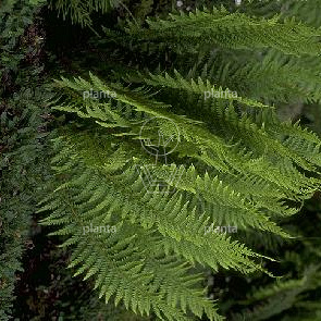 Polystichum aculeatum