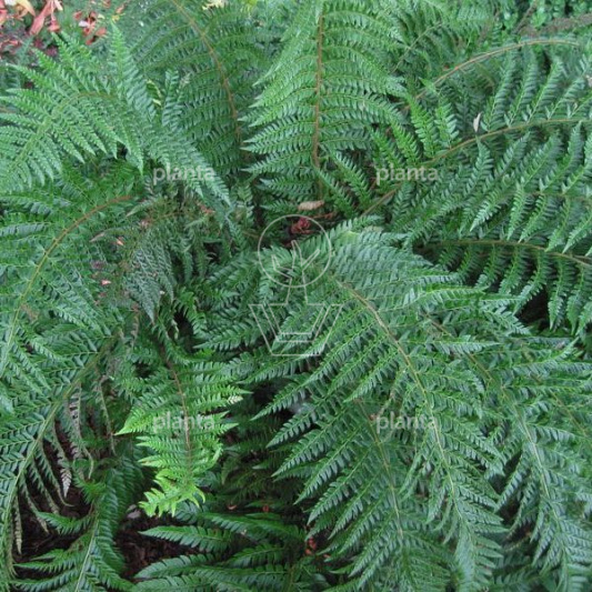 Polystichum aculeatum