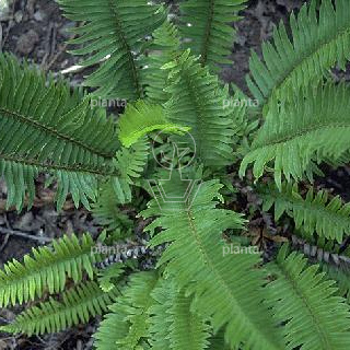 Polystichum munitum