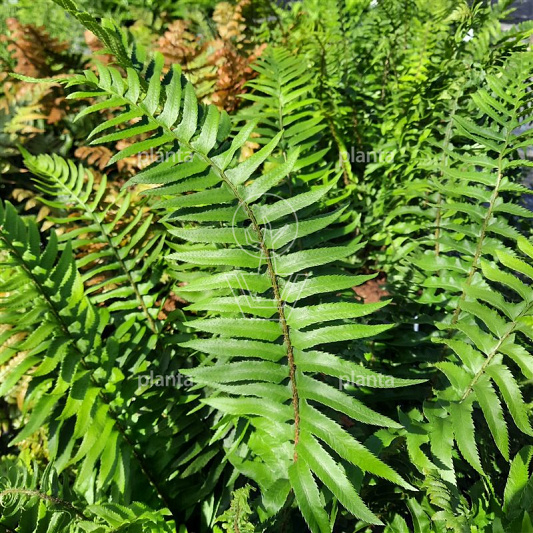 Polystichum munitum