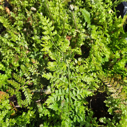 Polystichum setiferum 'Herrenhausen'