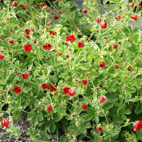 Potentilla atrosanguinea