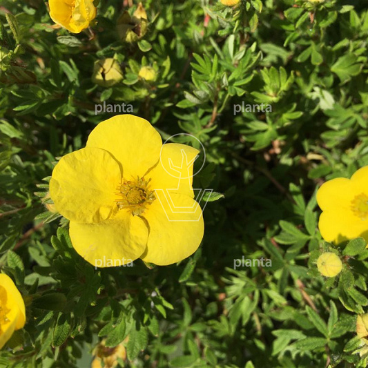 Potentilla fruticosa 'Kobold'