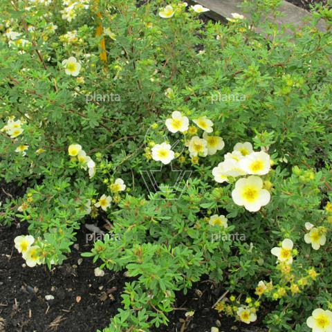 Potentilla fruticosa 'Limelight'