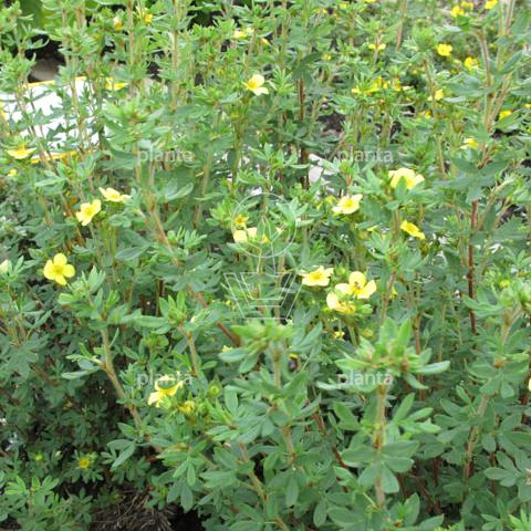 Potentilla f. 'Maanelys'