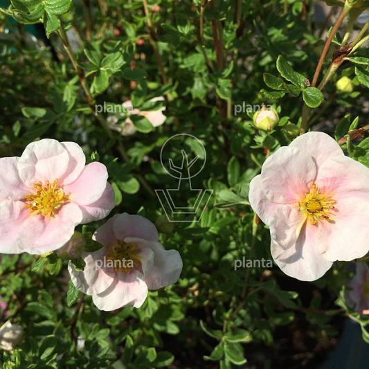 Potentilla fruticosa 'Pink Queen'