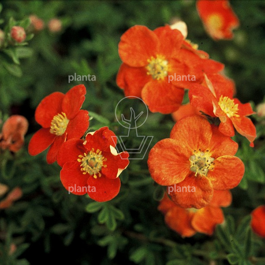 Potentilla fruticosa 'Red Ace'