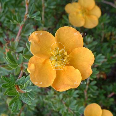 Potentilla f. 'Tangerine'