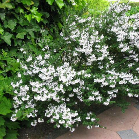 Prostanthera cuneata