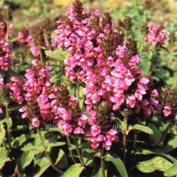 Prunella webbiana 'Rosea'