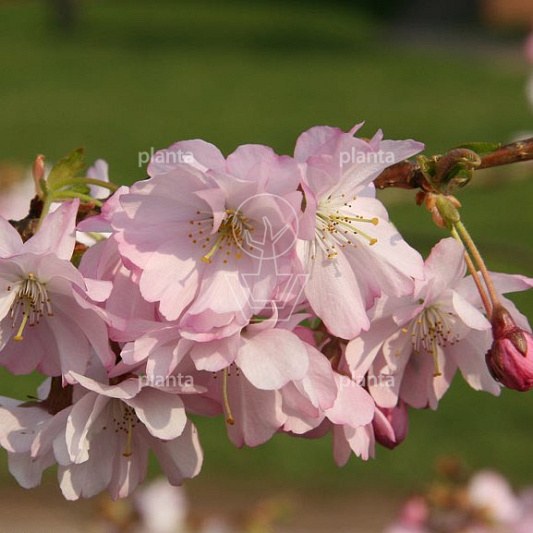 Prunus 'Accolade'