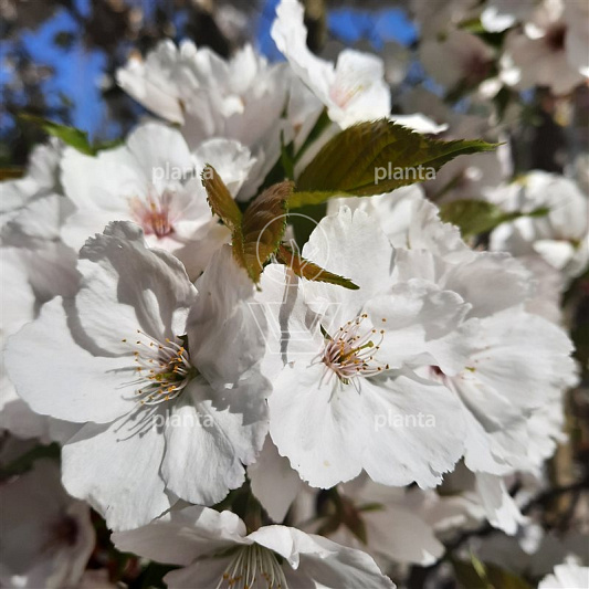Prunus 'Accolade'