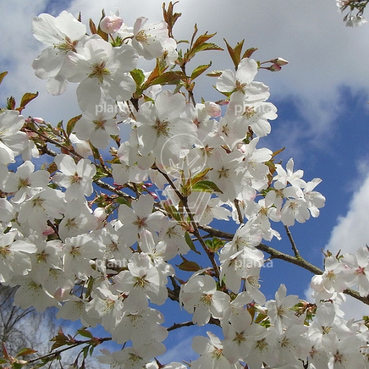 Prunus 'The Bride'