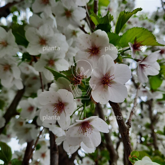 Prunus 'Umineko'