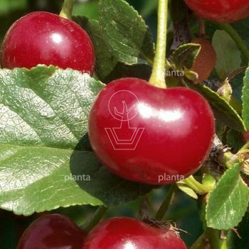 Prunus avium 'Early Rivers'