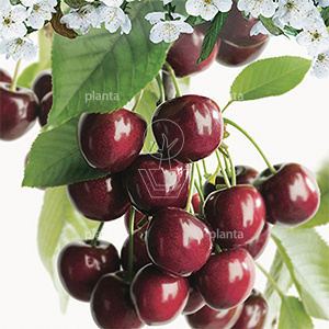 Prunus avium 'Kordia'