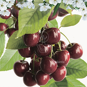 Prunus avium 'Lapins'