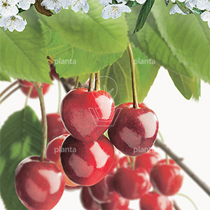 Prunus avium 'Stella'