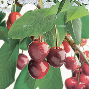 Prunus cerasus 'Meikers'