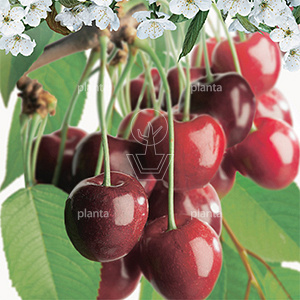 Prunus cerasus 'Morello'