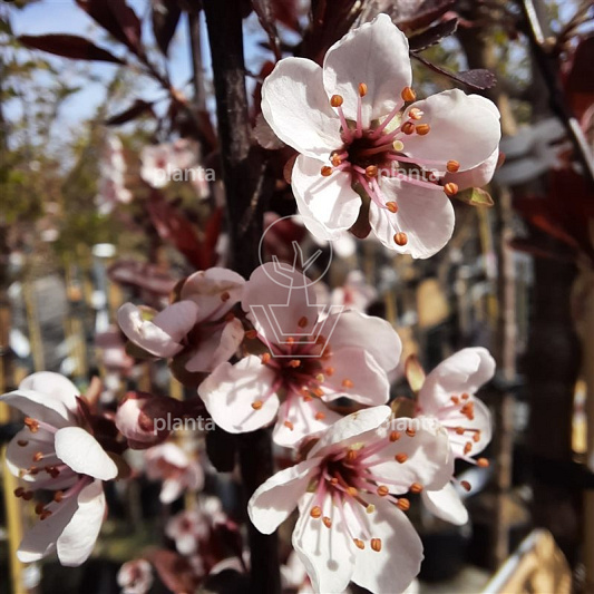 Prunus cistena