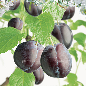 Prunus domestica 'Hauszwetsche'