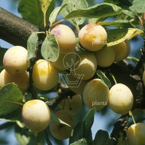 Prunus domestica 'Mirabelle de Nancy'
