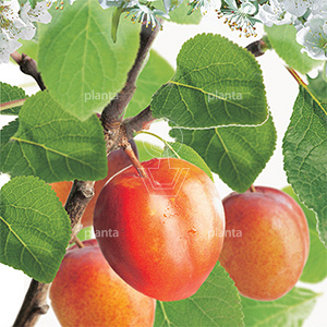 Prunus domestica 'Victoria'