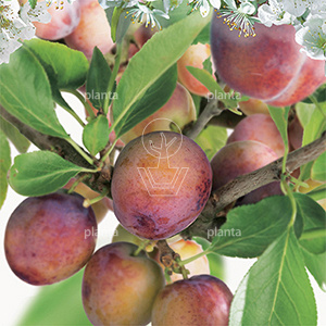 Prunus domestica 'Opal'