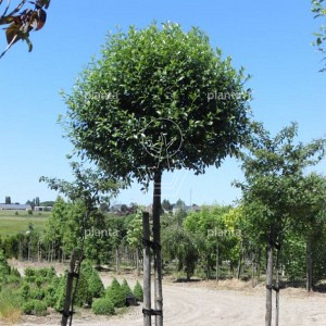 Prunus eminens 'Umbraculifera'