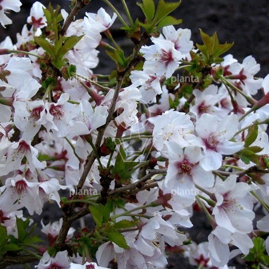Prunus incisa 'Kojou-no-mai'