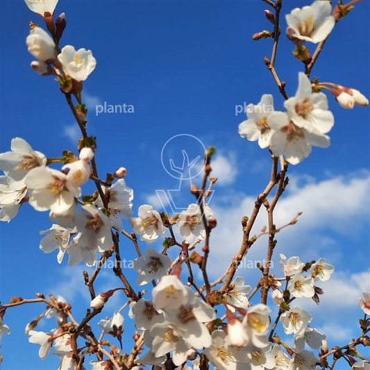 Prunus incisa 'Kojou-no-mai'
