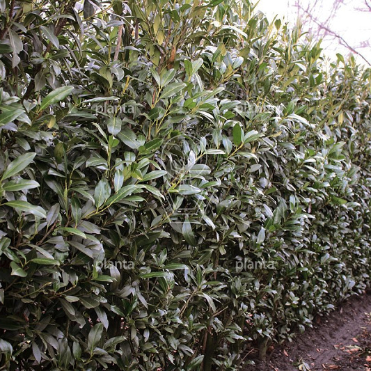 Prunus l. 'Herbergii'