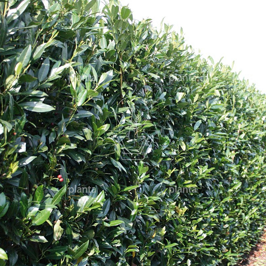 Prunus l. 'Herbergii'