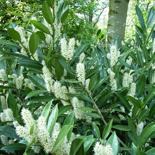 Prunus laurocerasus 'Otto Luyken'