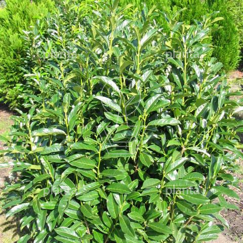 Prunus laurocerasus 'Reynvaanii'