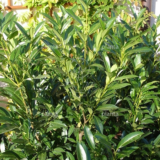 Prunus laurocerasus 'Caucasica'