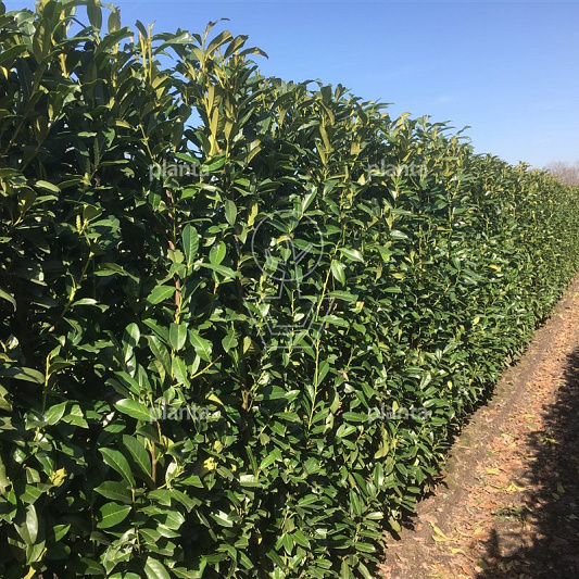 Prunus laurocerasus 'Genolia Mariblon'