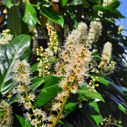 Prunus laurocerasus 'Novita'