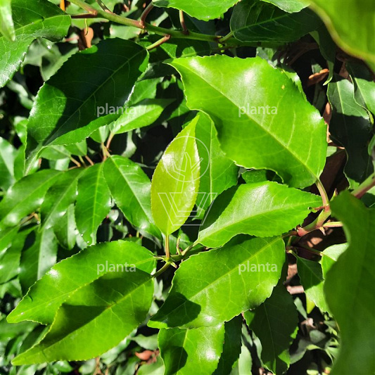 Prunus lusitanica 'Brenelia' (R)