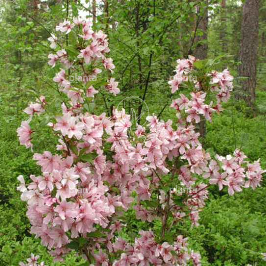 Prunus nipponica 'Brillant'