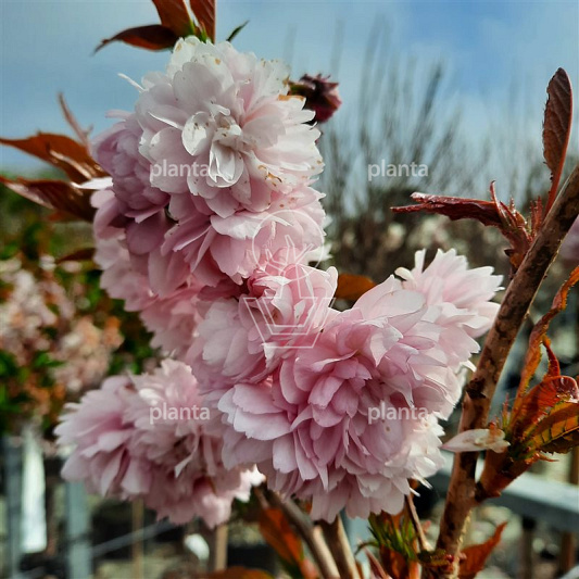 Prunus serrulata 'Kiku-shidare-zakura'