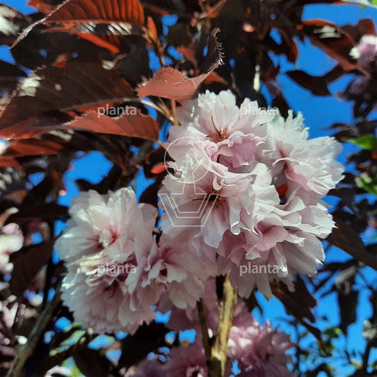 Prunus serrulata 'Royal Burgundy'