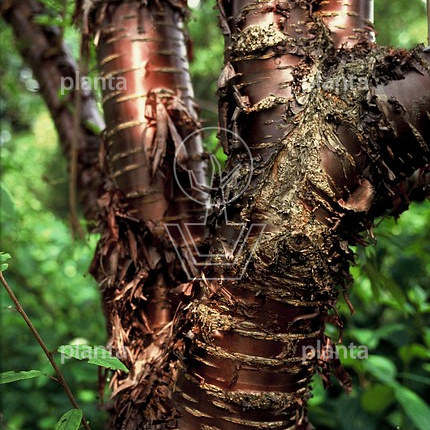 Prunus serrula