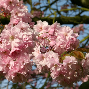 Prunus serrulata 'Kanzan'