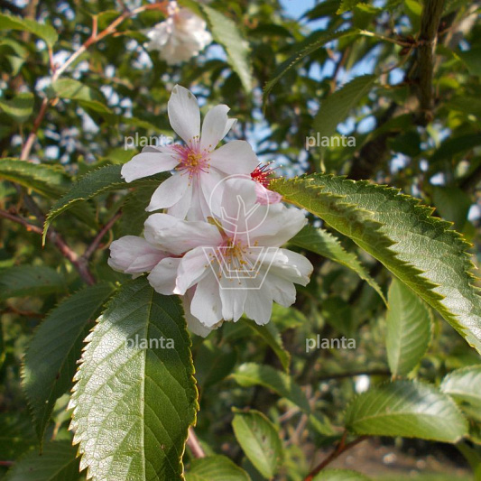 Prunus subh. 'Autumnalis'