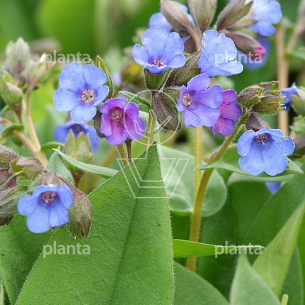 Pulmonaria 'Blue Ensign'